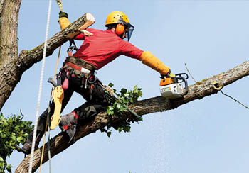 Abattage et élagage d'arbre 77 à Melun